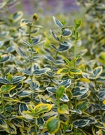 Trzmielina japońska Gold Queen (Euonymus japonicus) C2 20cm rarytas