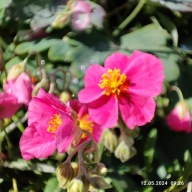 Posłonek ogrodowy - 500 nasion