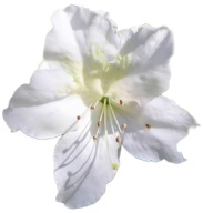 Azalia japońska Mary Helen 2L