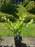 Ligustr ligustrur Vicaryi