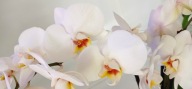 PHALENOPSIS storczyk 15.05