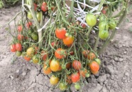 Pomidor Reverend Michael Keyes kolekcjonerskie nasiona pomidorów