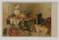 Pies Psy Jamnik ok.1910r. Litografia 577E