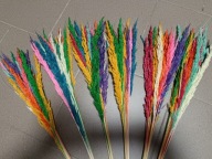 Trawa suszona Naturalna kolory trzcinnik na Palmy , Trawa leśna, 30 sztuk