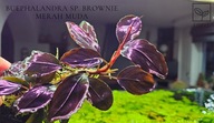 Bucephalandra sp. Brownie Merah Muda-kolekcja od fibell