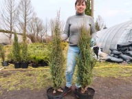 Jałowiec sentinel 110-115cm