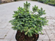 BARWNY UNIKAT Świerk serbski 'Kukleny' C5