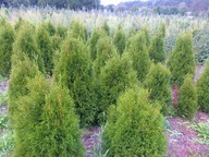 Tuja/thuja Szmaragd wysokość 110-140 cm