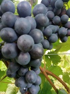 WINOROŚL Sadzonki winogron-Agat Doński -b. duży owoc ,wielkoowocowa odmiana
