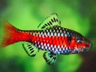 Brzanka Odeska ( dwuplama)