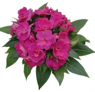 Niecierpek Impatiens Rokoko Colette KWIATY pofalowane