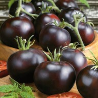 Blackball Sadzonki Pomidorów