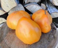 Pomidor Rugby Orange nasiona kolekcjonerskie
