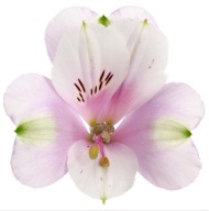 Alstromeria Alstroemeria Inticancha MOON