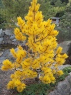 ZŁOTA KRÓLOWA Sosna wydmowa 'Chief Joseph' Pinus contorta