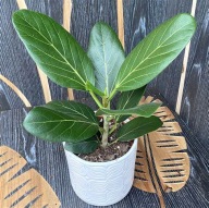Ficus Fikus figowiec bengalski benghalensis 'Audrey' SADZONKA 30 cm
