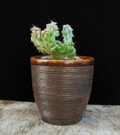 Cereus forbesii monstrose w ceramicznej doniczce