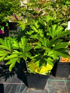 PIWONIA ITOH BARTZELLA w doniczce 5 l