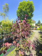 JUDASZOWIEC KANADYJSKI "MERLOT" Cercis sadzonka w doniczce 10 l
