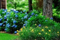 liliowiec stella d'oro sadzonka w pojemniku wieloletnia na rabaty