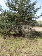 Działka, Brok, Brok, Ostrowski, 8954 m²