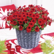 Petunia CZERWONA grandiflora Viva Red