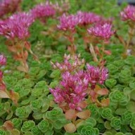 Rozchodnik Kaukaski Zielony Skalniak Sadzonki P9