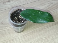 Hoya Hoja sp. VIETNAM EPC 936 ukorzeniona