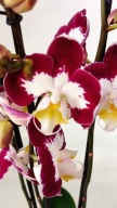 PHALENOPSIS storczyk Scarlett whisper 24