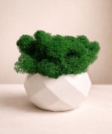 Dekoracja doniczka z mchem chrobotek 8 cm – ozdoba boho handmade