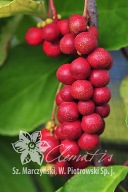 cytryniec chiński Sadova No.1 Schisandra chinensis