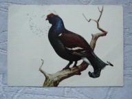 CIETRZEW PIECZĄTKA Z ZOO CHORZÓW