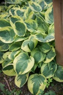 Hosta "Liberty" funkia ogrodowa