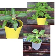 Geranium ANGINKA ROŚLINA LECZNICZA sadzonka żyworódka pierzasta pinnata