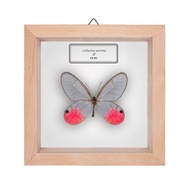 Motyl w gablotce Cithaerias aurorina