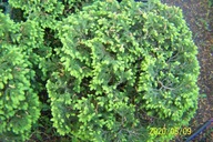 Świerk nidiformis meduza szczepiony 16 letni cis jodła inny