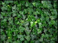 Bluszcz pospolity zadarniający pod drzewa sadzonki 100 cm 50 sztuk odporny