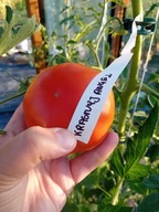 Pomidor Krasnyj Angel bardzo wczesny od Afirow nasiona kolekcjonerskie