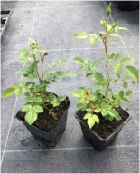 RÓŻA LAXA SADZONKA W POJEMNIKU 20 cm NA ZYWOPŁOTY NALEWKI I DZEMY SOKI