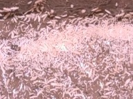 Skoczogonki – żywy pokarm dla ryb akwariowych i płazów. Hodowle startowe.