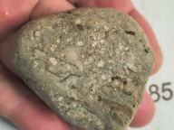 Skamieliny koralowce minerały