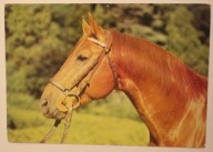 PĘPOWO - STADNINA KONI. Ogier czołowy INTRUZ