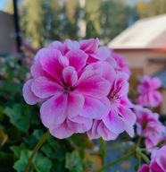 Pelargonia PEŁNA ZWISAJĄCA peltatum Royal Frosty Pink
