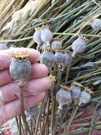 NATURALNA SUSZONA MAKÓWKA Naturalna 10 szt maczki suszki
