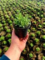 Lawenda Blue Scent sadzonka