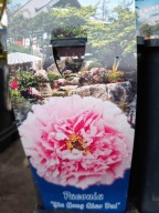 PIWONIA DRZEWIASTA PIĘKNO W TWOIM OGRODZIE DUŻE SADZONKI 2L