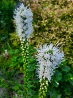 Liatra kłosowa biała kłosowiec biały długi kwiatostan wabi motyle sadzonka