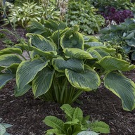Hosta 'Shadowlands Wu La La'(Funkia) sadzonka donica 2L
