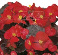 Begonia semperflorens ciemny liść Marsala Scarlet WYTRZYMAŁE KWIATY