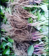 JEŻÓWKA JEŻÓWKI PURPUROWA Echinacea purpurea sadzonki 100 sztuk